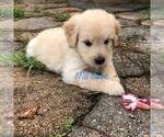 Small Photo #4 Goldendoodle Puppy For Sale in PALM BAY, FL, USA