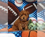Small Photo #4 Poodle (Miniature) Puppy For Sale in NEW PROVIDENCE, PA, USA