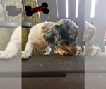 Small Photo #8 Chiweenie Puppy For Sale in CONCORDIA, MO, USA