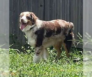 Mutt Dogs for adoption in San Antonio, TX, USA