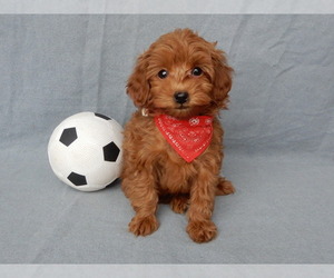 Goldendoodle (Miniature) Puppy for sale in MILLERSBURG, OH, USA