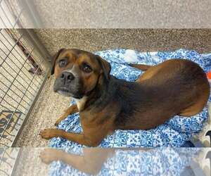 Starley - Female Boxer-Unknown Mix Dog for Adoption