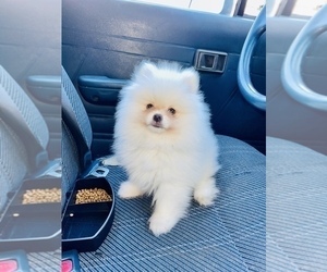 Pomeranian Puppy for sale in HAYWARD, CA, USA