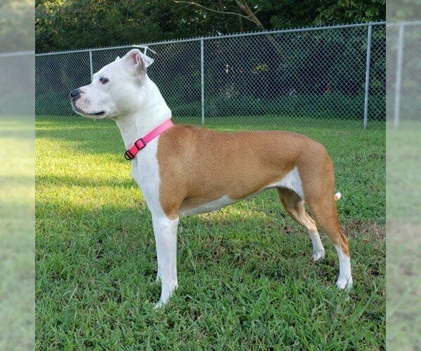 Medium Photo #10 American Pit Bull Terrier-Unknown Mix Puppy For Sale in Virginia Beach, VA, USA