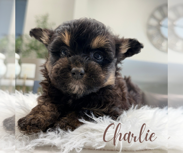 Medium Photo #8 Pomapoo (Standard) Puppy For Sale in ADDISON, IL, USA