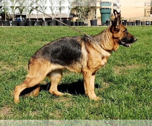 Medium Photo #1 German Shepherd Dog Puppy For Sale in PERRIS, CA, USA