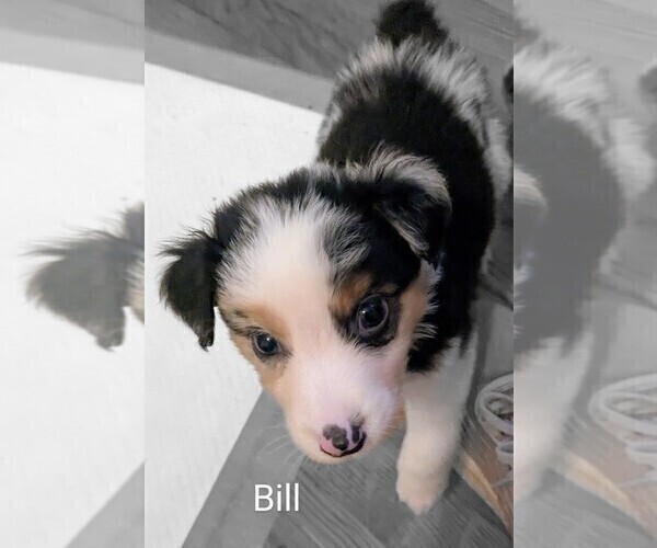 Medium Photo #8 Australian Shepherd Puppy For Sale in PAMPLIN, VA, USA