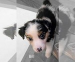 Small #7 Australian Shepherd