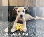 Small #6 Catahoula Leopard Dog Mix