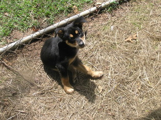 Rottweiler-American Pit Bull Terrier-Siberian Husky Mix Puppy for sale in HEFLIN, AL, USA