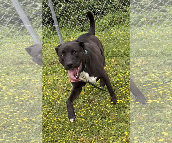 Medium Photo #2 Boxer-German Shepherd Dog Mix Puppy For Sale in Virginia Beach, VA, USA