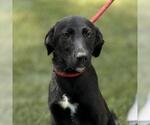 Small #1 German Shepherd Dog Mix