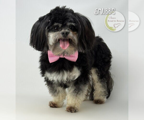 Medium Photo #3 Shih Tzu Puppy For Sale in Benton, LA, USA