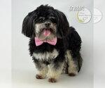 Small #2 Shih Tzu