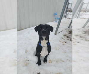 Cosmo - Male Labrador Retriever Dog for Adoption - Photo #9