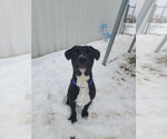 Small Photo #9 Labrador Retriever Puppy For Sale in Evansville, IN, USA