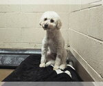 Small Maltese-Poodle (Standard) Mix