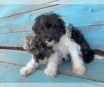 Small Photo #1 Schnauzer (Miniature) Puppy For Sale in LAWRENCEBURG, TN, USA