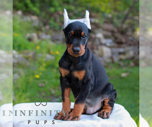 Medium Photo #2 Doberman Pinscher Puppy For Sale in NEWMANSTOWN, PA, USA