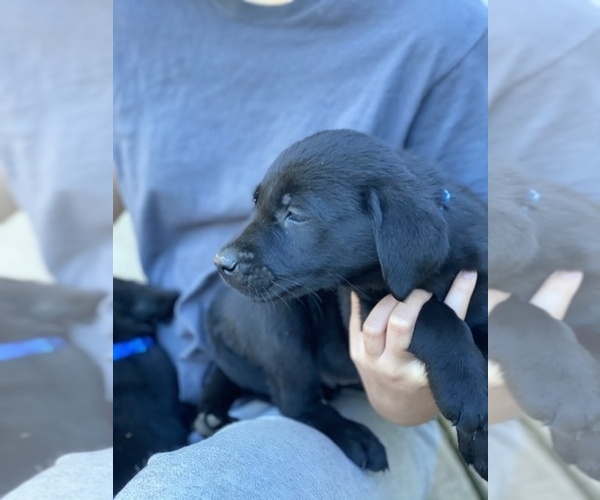 Medium Photo #2 Labrador Retriever Puppy For Sale in PINE CITY, MN, USA