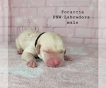 Small Photo #6 Labrador Retriever Puppy For Sale in ROGUE RIVER, OR, USA