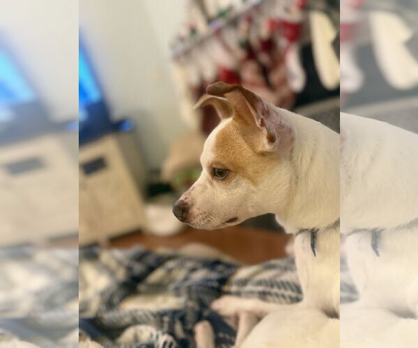 Medium Photo #1 Jack Chi Puppy For Sale in Greensboro, NC, USA