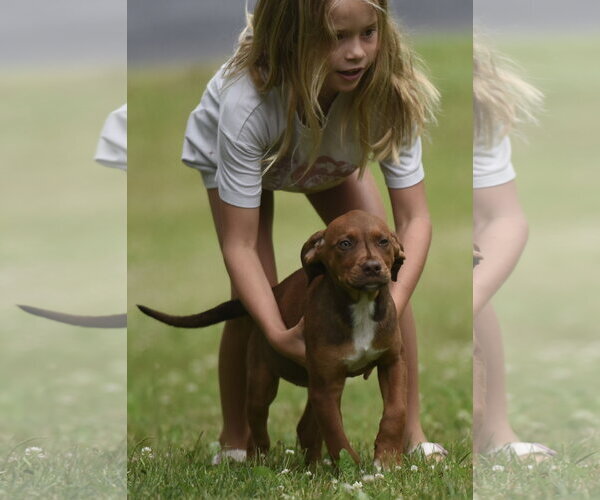 Medium Photo #2 Boxer-Retriever  Mix Puppy For Sale in Mechanicsburg, PA, USA