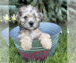 Small #1 Shorkie Tzu