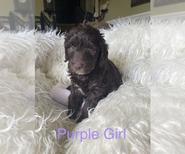Medium Photo #1 Labradoodle Puppy For Sale in BOAZ, AL, USA