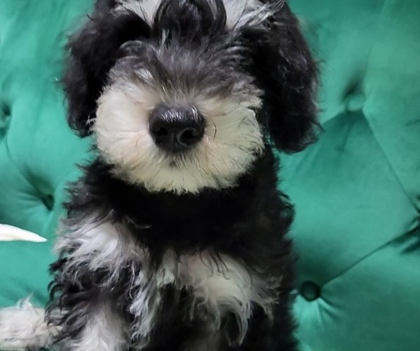 Medium Photo #7 Schnauzer (Miniature) Puppy For Sale in ROSWELL, GA, USA