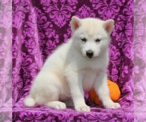 Siberian Husky Puppy for sale in KIRKWOOD, PA, USA