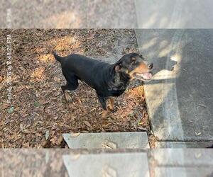 Rottweiler-Unknown Mix Dogs for adoption in Ocala, FL, USA