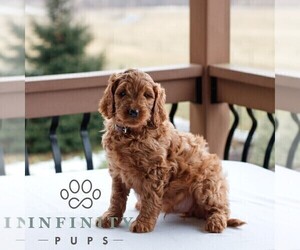 Goldendoodle (Miniature) Puppy for sale in GAP, PA, USA