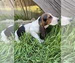 Small Photo #5 Basset Hound Puppy For Sale in SQUAW VALLEY, CA, USA