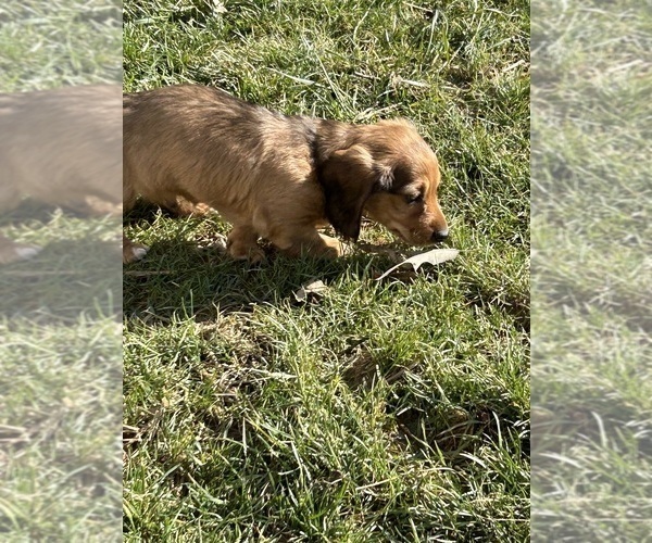 Medium Photo #5 Dachshund Puppy For Sale in MONETA, VA, USA