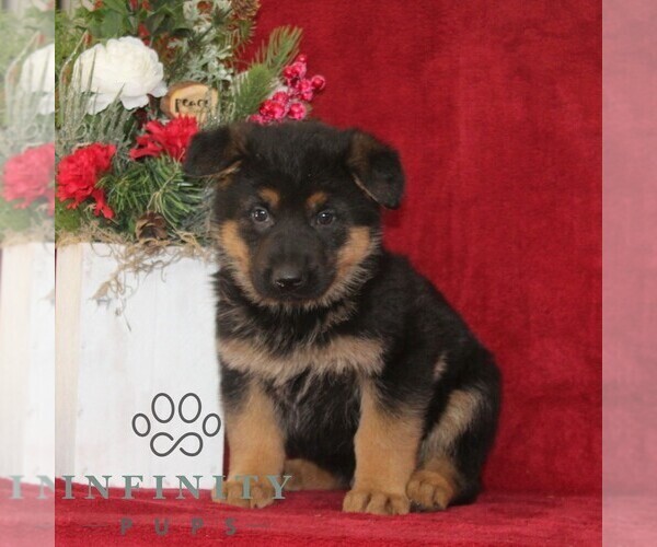 Medium Photo #2 German Shepherd Dog Puppy For Sale in QUARRYVILLE, PA, USA