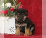 Small #1 German Shepherd Dog