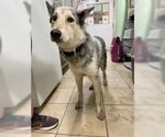 Small #2 Huskies  Mix