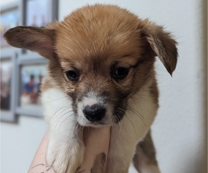 Pembroke Welsh Corgi Puppy for sale in VANCOUVER, WA, USA