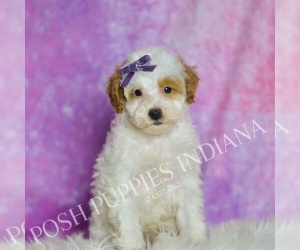 Medium Photo #31 Poodle (Toy) Puppy For Sale in WARSAW, IN, USA