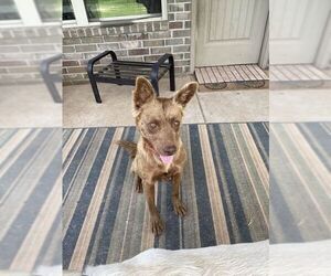 Honey - Female Mutt Dog for Adoption - Photo #2