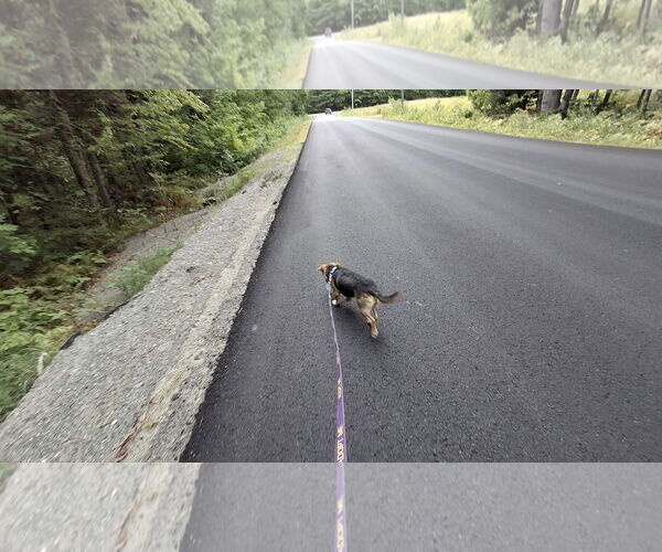 Medium Photo #12 Doxle Puppy For Sale in Sebec, ME, USA