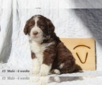Small Photo #3 Aussiedoodle Puppy For Sale in BRIGHTON, CO, USA