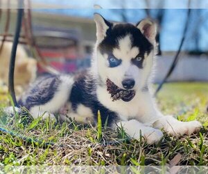 - Mix Dogs for adoption in Social Circle, GA, USA