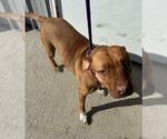 Small #2 American Pit Bull Terrier