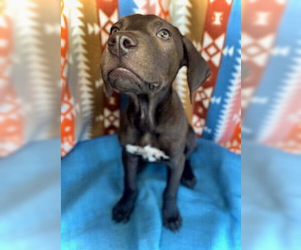 Medium Photo #4 Black Mouth Cur-Catahoula Leopard Dog Mix Puppy For Sale in Pleasanton, TX, USA