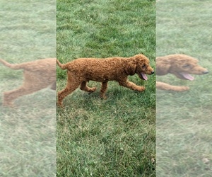 Poodle (Toy) Puppy for sale in GOSHEN, IN, USA