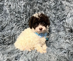 Cavapoo Puppy for sale in JEFFERSONVILLE, IN, USA