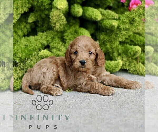 Medium Photo #4 Cavapoo Puppy For Sale in PARADISE, PA, USA