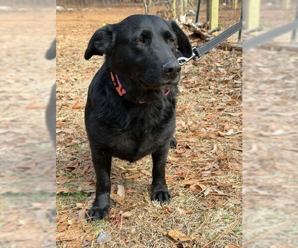Medium Photo #1 Shepradors Puppy For Sale in Newfoundland, PA, USA